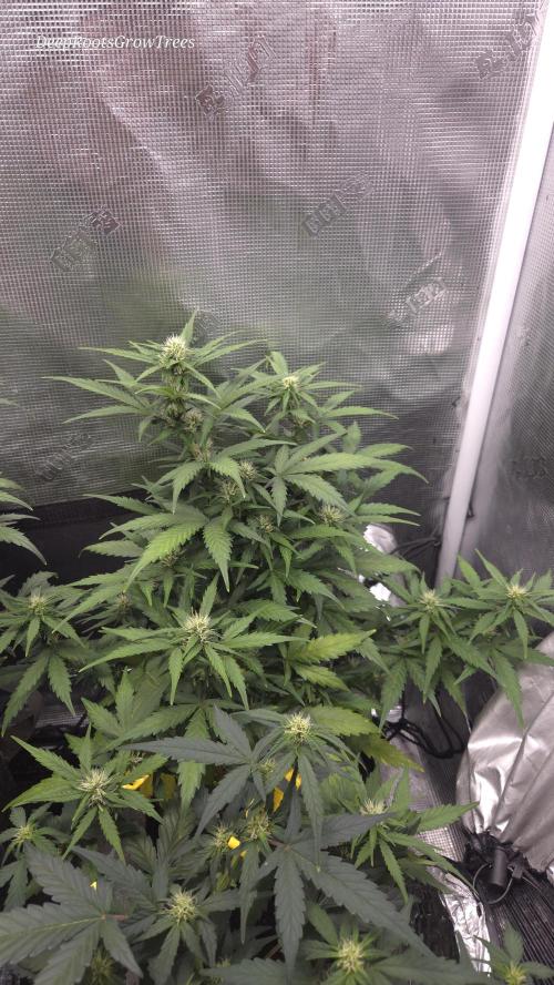 BLUE CHEESE 🧀 AUTO. Week 7