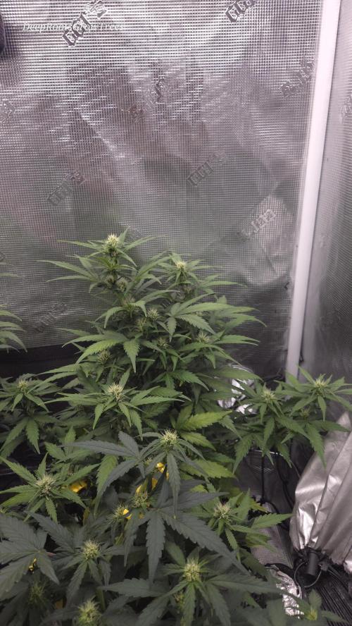 BLUE CHEESE 🧀 AUTO. Week 7