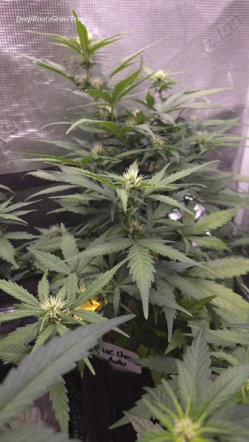BLUE CHEESE 🧀 AUTO. Week 7