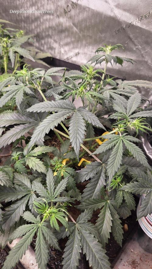 MIMOSA  AUTO. Week 5