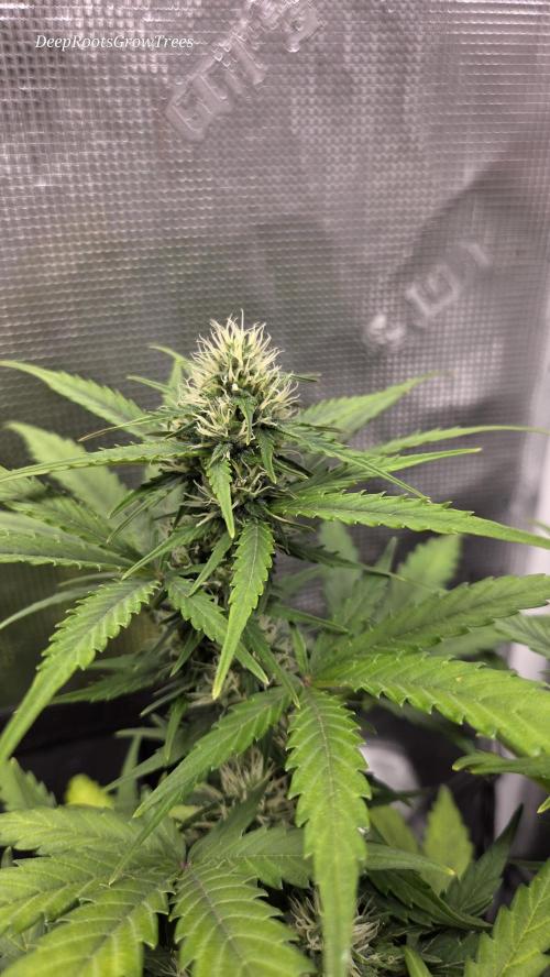 BLUE CHEESE 🧀 AUTO. Week 8