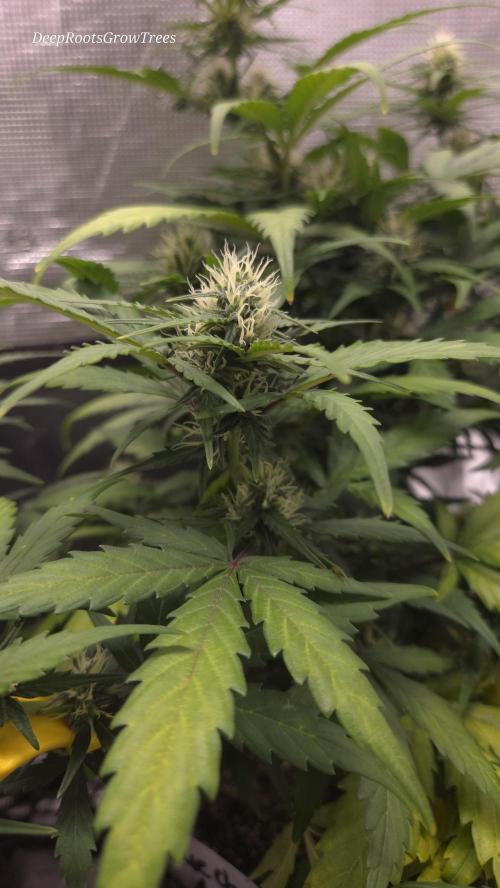 BLUE CHEESE 🧀 AUTO. Week 8