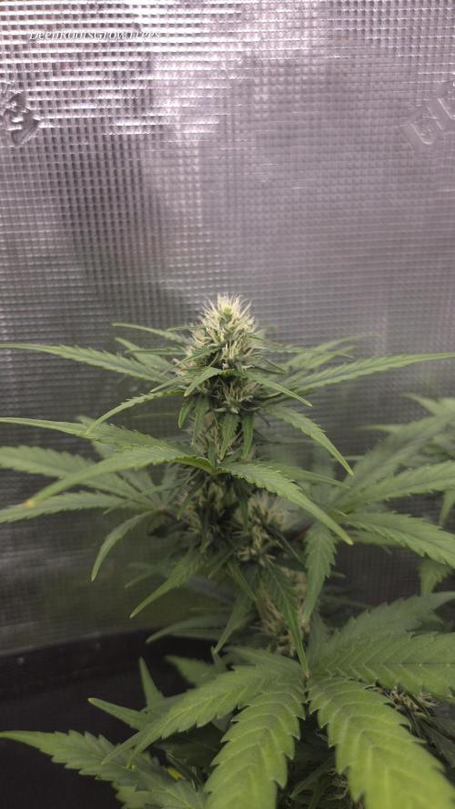 BLUE CHEESE 🧀 AUTO. Week 8
