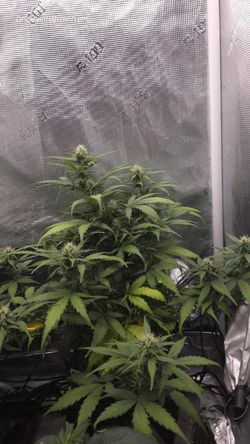 BLUE CHEESE 🧀 AUTO. Week 8