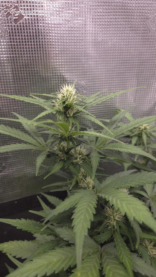 BLUE CHEESE 🧀 AUTO. Week 8