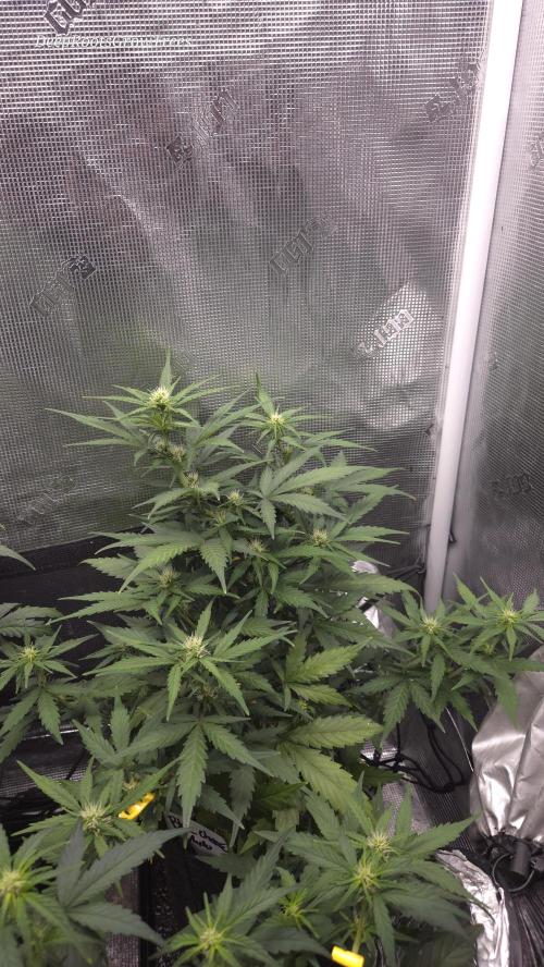 BLUE CHEESE 🧀 AUTO. Week 8