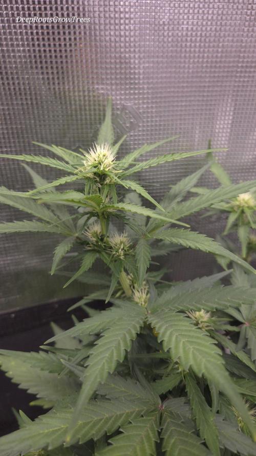 BLUE CHEESE 🧀 AUTO. Week 8