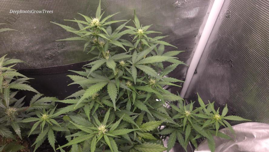 BLUE CHEESE 🧀 AUTO. Week 8