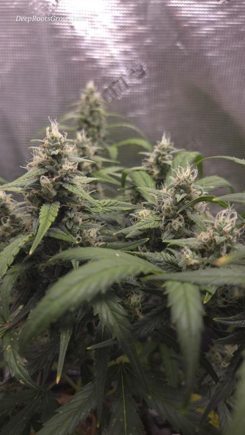 TRIPLE G AUTO. Week 8