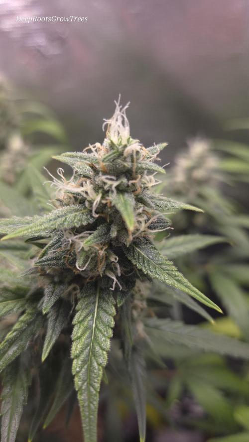 TRIPLE G AUTO. Week 8