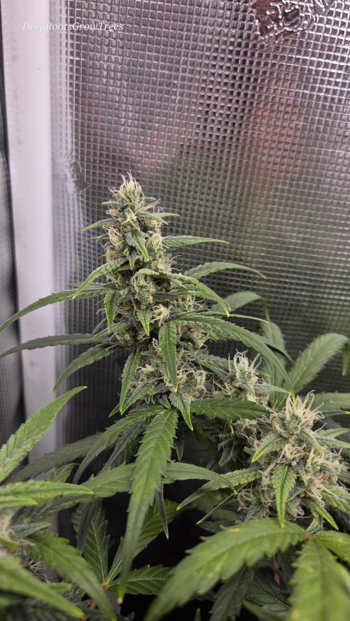 TRIPLE G AUTO. Week 8