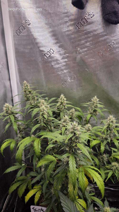 TRIPLE G AUTO. Week 8