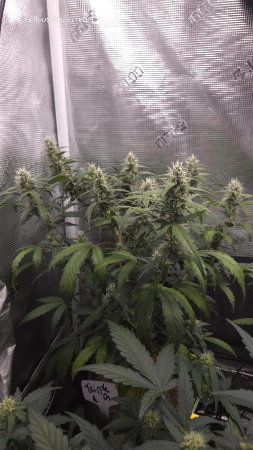 TRIPLE G AUTO. Week 8