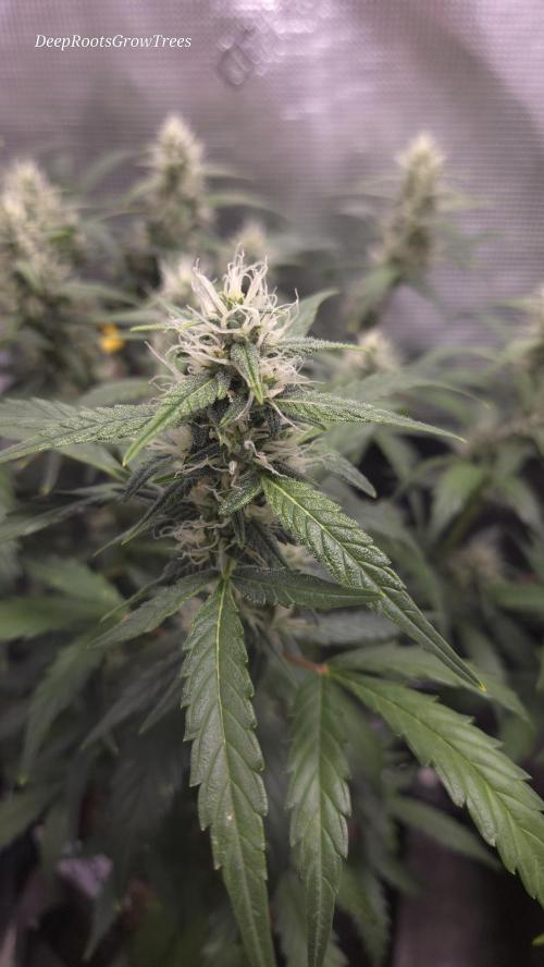 TRIPLE G AUTO. Week 8