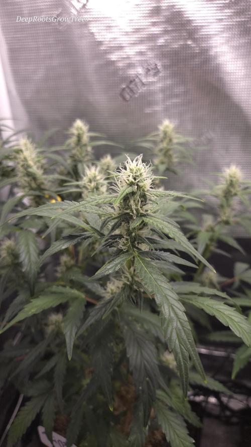 TRIPLE G AUTO. Week 8