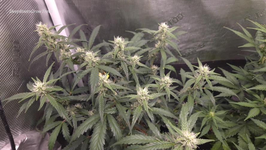 TRIPLE G AUTO. Week 8