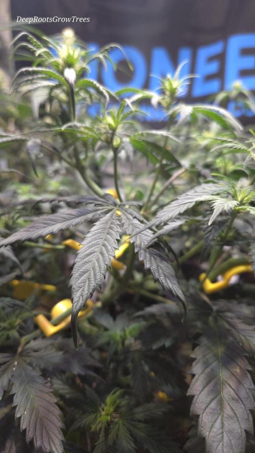 MIMOSA  AUTO. Week 6