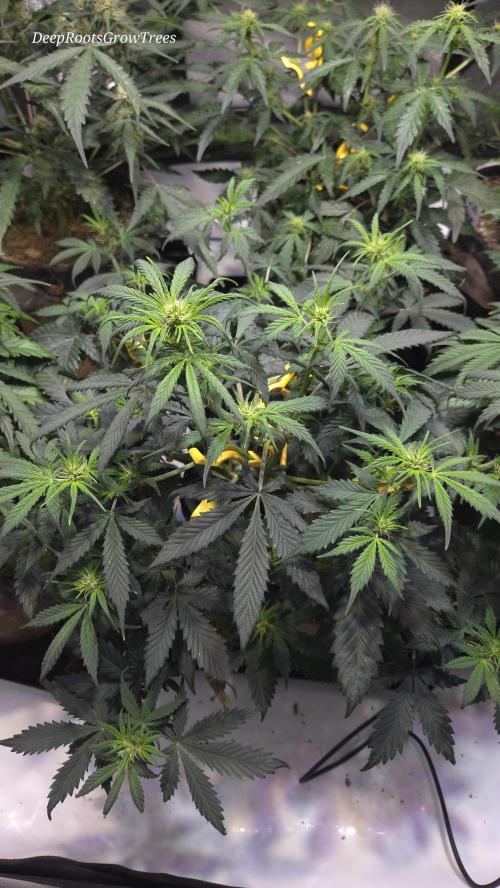MIMOSA  AUTO. Week 6