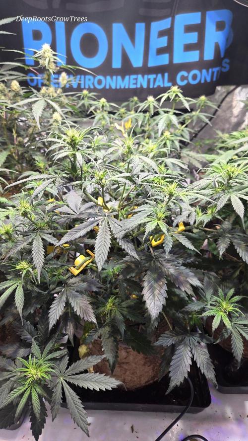 MIMOSA  AUTO. Week 6
