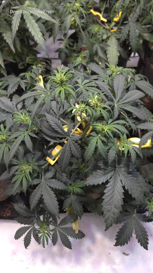 MIMOSA  AUTO. Week 6