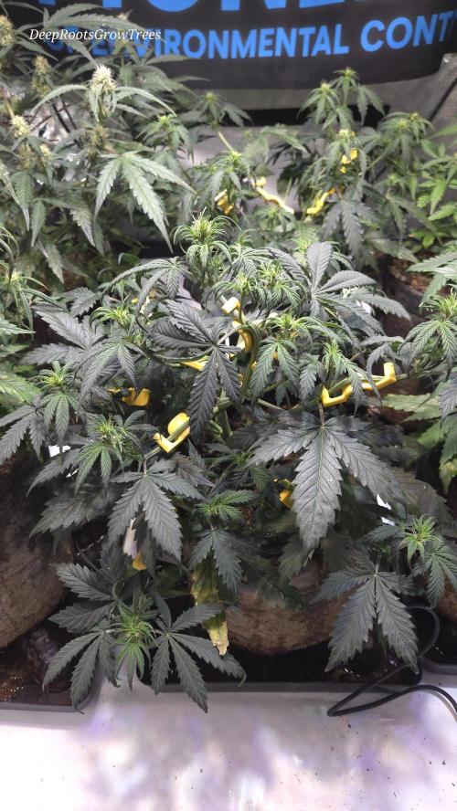 Mimosa Autoflower. Week 6