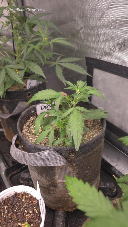 DOSIDOS AUTO. Week 2