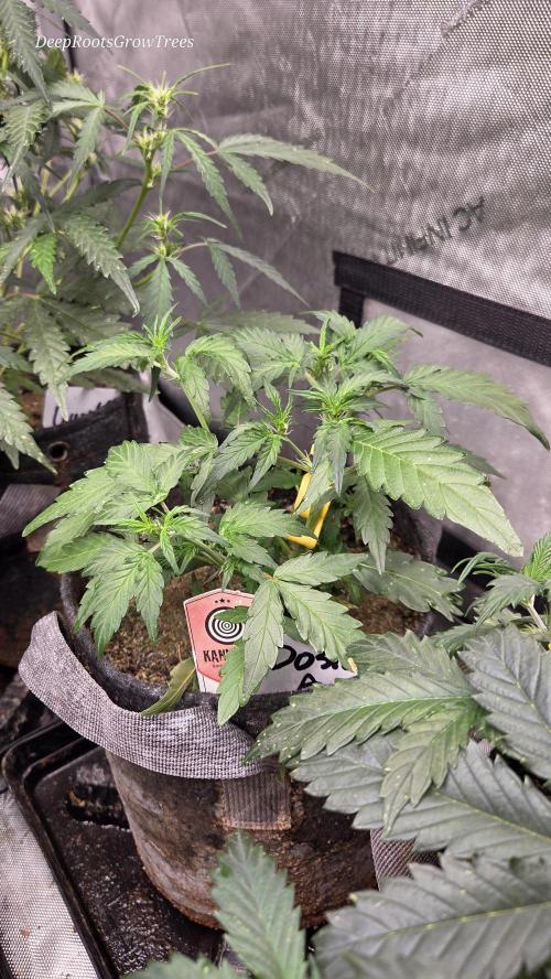 DOSIDOS AUTO. Week 2