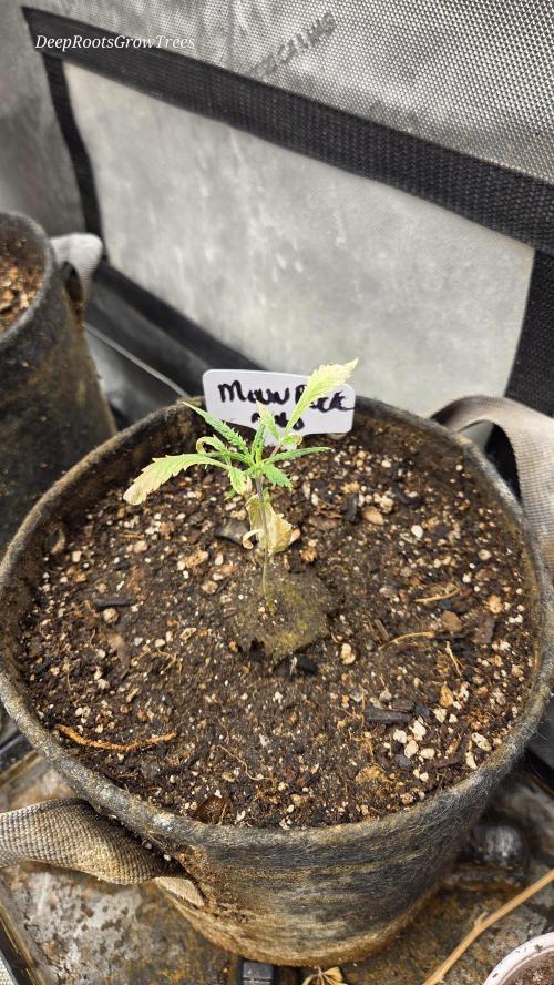 MOON ROCK  AUTO. Week 3