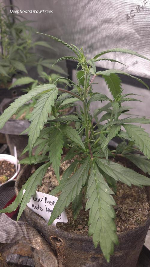 MOON ROCK  AUTO. Week 3