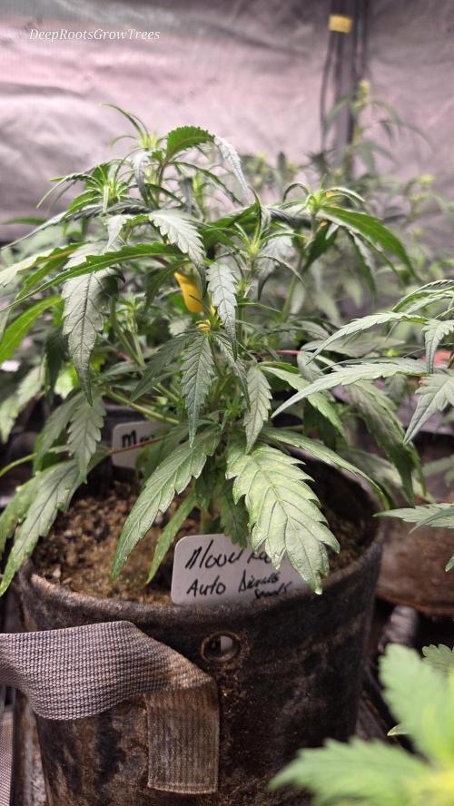 MOON ROCK  AUTO. Week 3