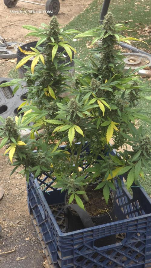 OUTSIDE GROW. Week 15
