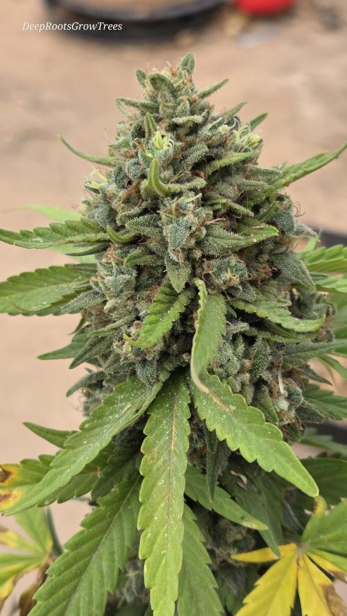 OUTSIDE GROW. Week 15
