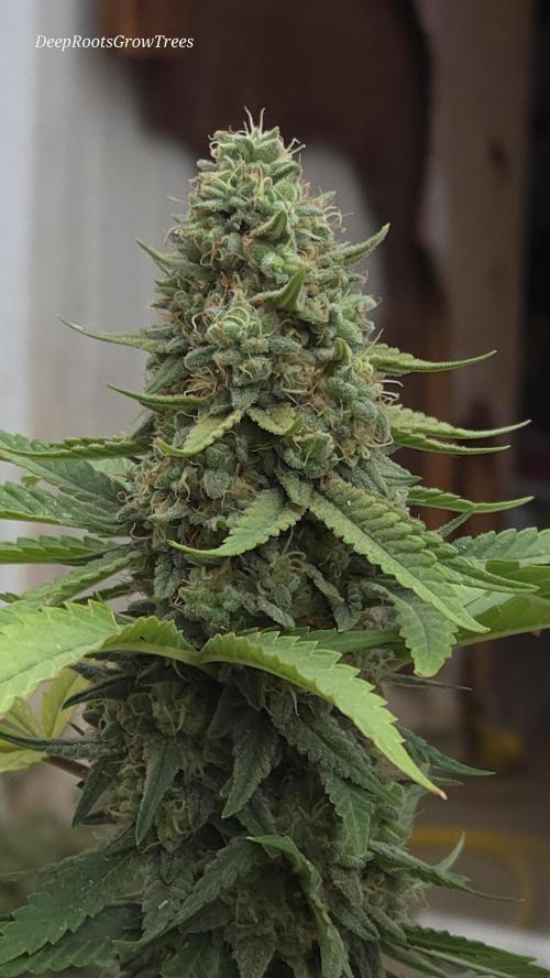 OUTSIDE GROW. Week 15
