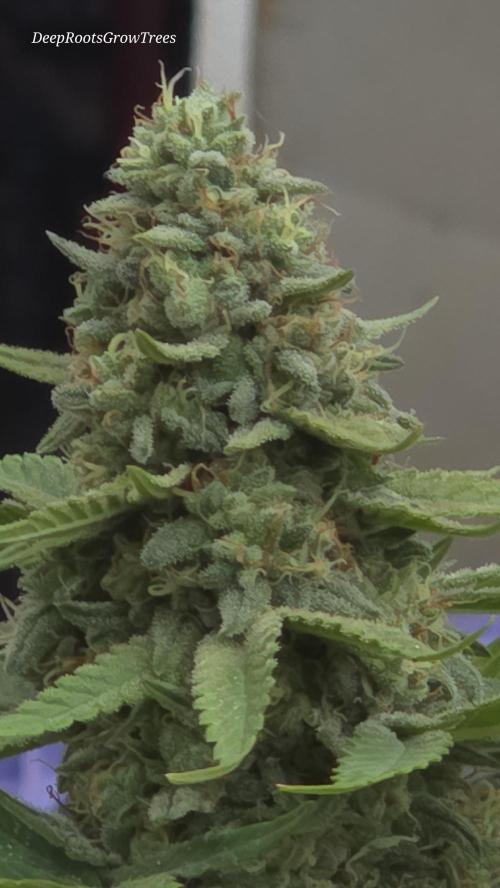 OUTSIDE GROW. Week 15