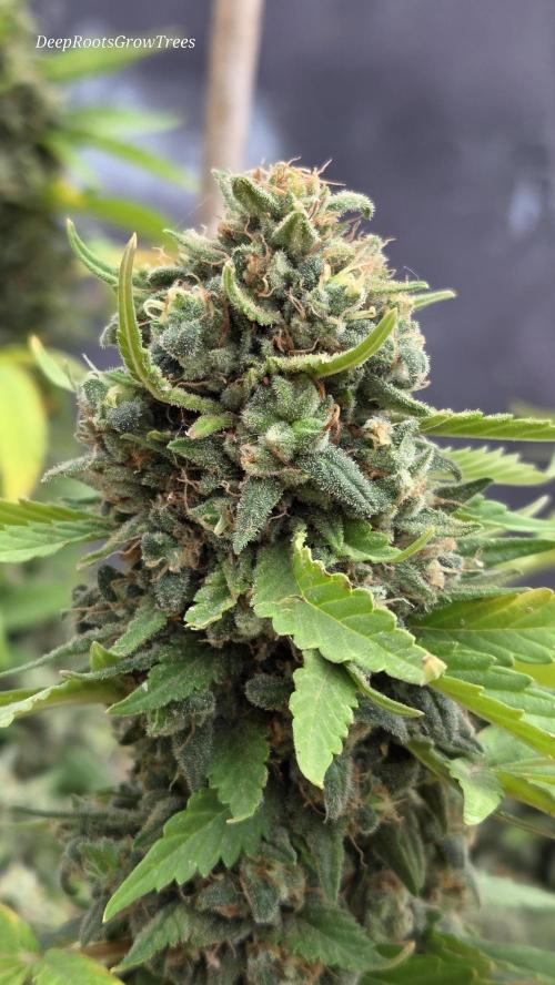 OUTSIDE GROW. Week 15