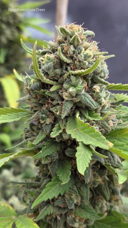 OUTSIDE GROW. Week 15