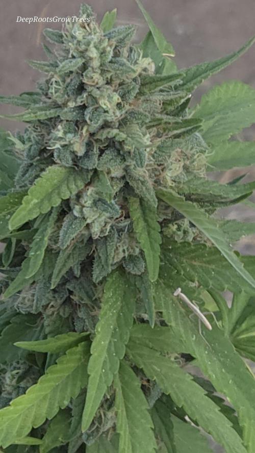 OUTSIDE GROW. Week 15