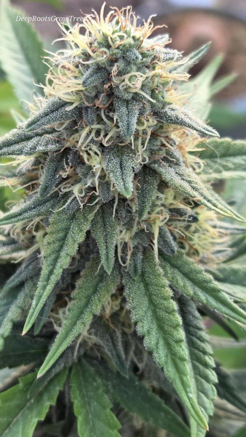 OUTSIDE GROW. Week 15