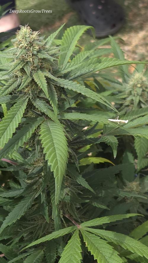 OUTSIDE GROW. Week 15