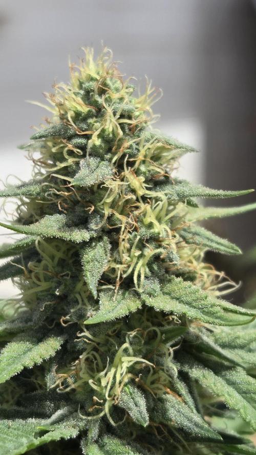OUTSIDE GROW. Week 15