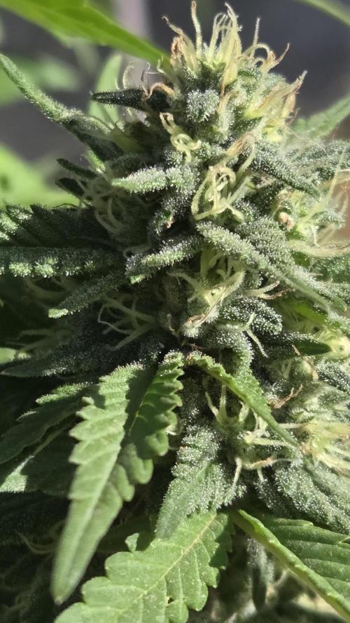 OUTSIDE GROW. Week 15