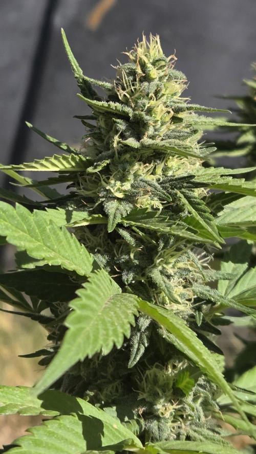 OUTSIDE GROW. Week 15