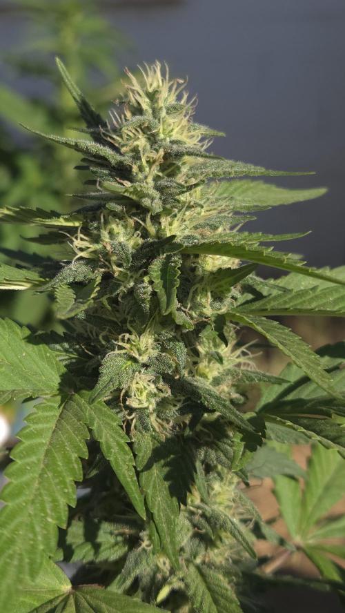 OUTSIDE GROW. Week 15