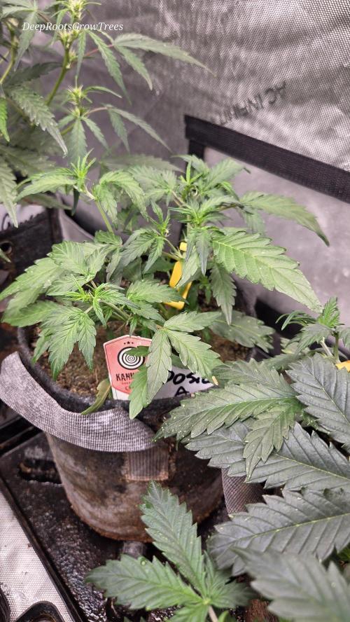 DOSIDOS AUTO. Week 3