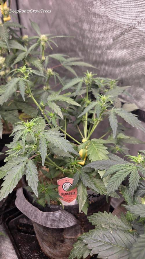 DOSIDOS AUTO. Week 3