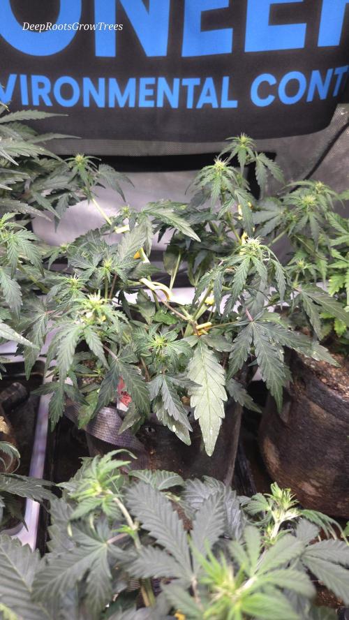 DOSIDOS AUTO. Week 3