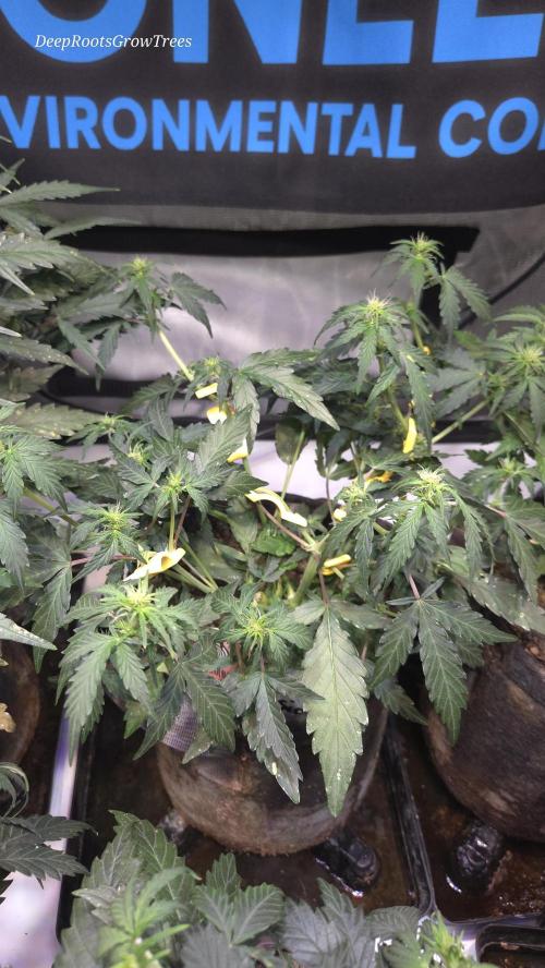 DOSIDOS AUTO. Week 3