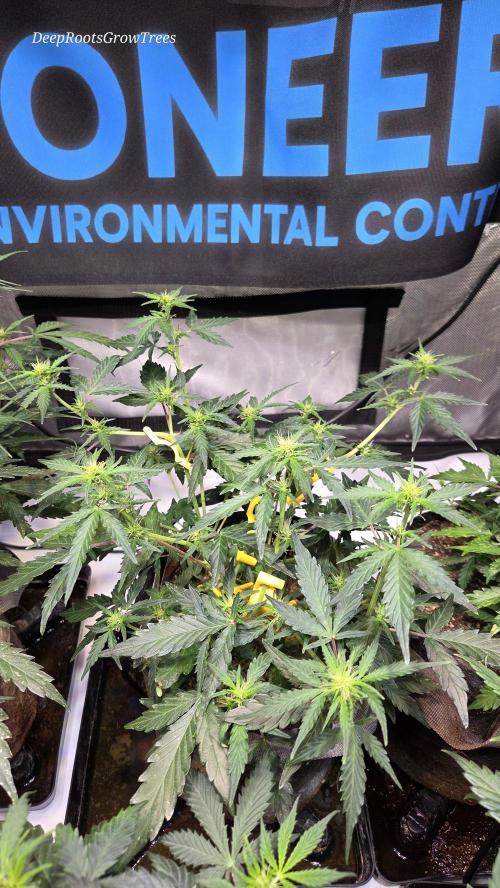 DOSIDOS AUTO. Week 3