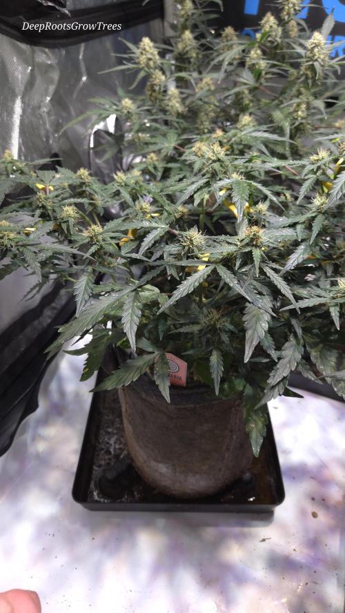 DOSIDOS AUTO. Week 4