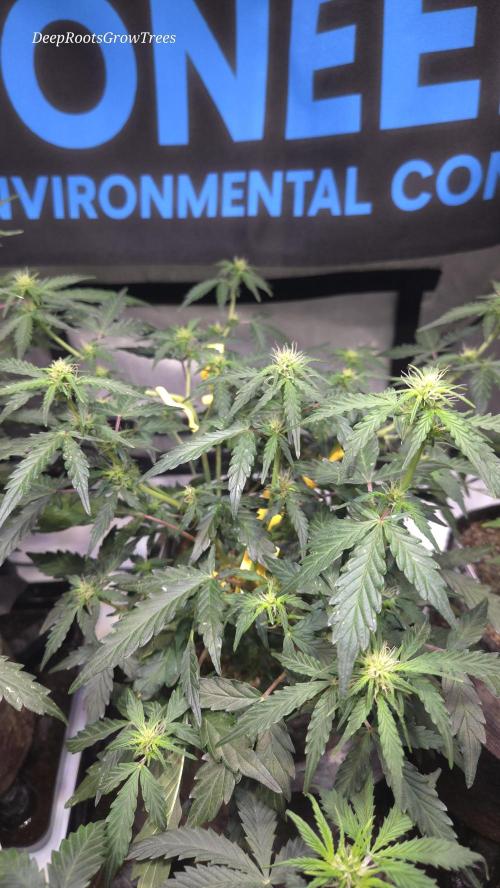 DOSIDOS AUTO. Week 4
